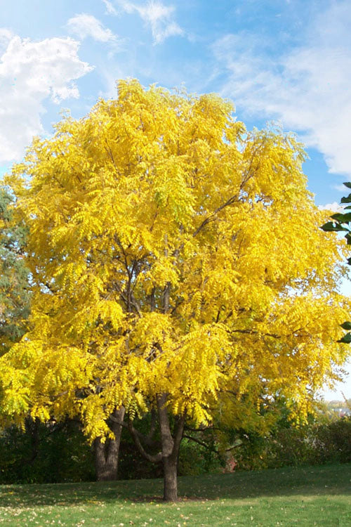  Black Walnut Tree (Juglans Nigra) - 3 Gallon Pot