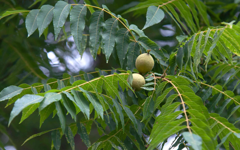  Black Walnut Tree (Juglans Nigra) - 3 Gallon Pot