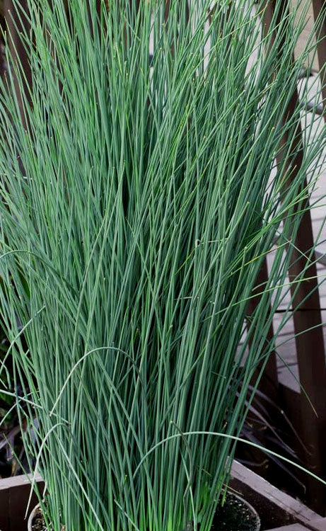  Blue Dart Rush (Juncus) - 10 Pack Of Quart Pots