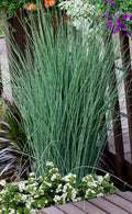  Blue Dart Rush (Juncus) - 10 Pack Of Quart Pots
