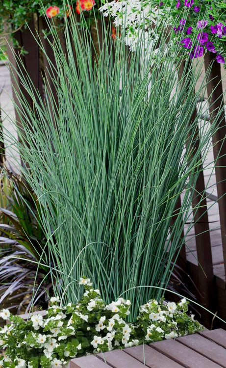  Blue Dart Rush (Juncus) - 10 Pack Of Quart Pots
