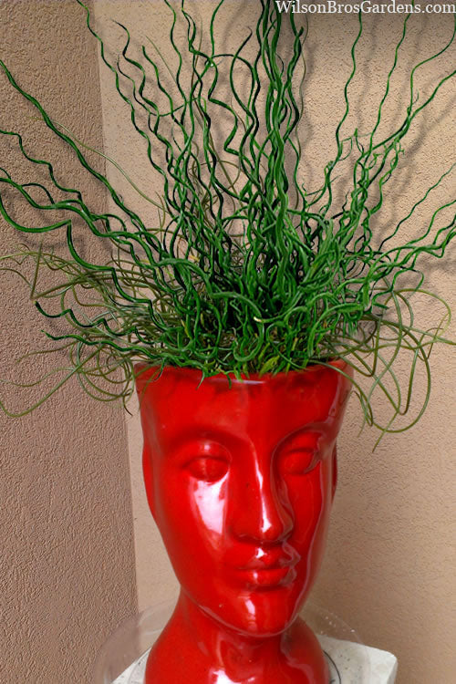  Big Twister Giant Corkscrew Rush (Juncus Effusus) - 6 Pack Of 1 Gallon Pots