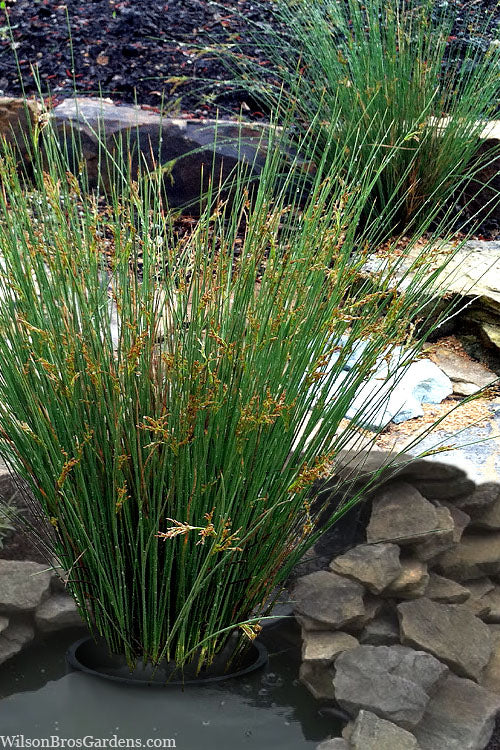  Soft Rush (Juncus Effusus) - 8 Pack Of 1 Gallon Pots