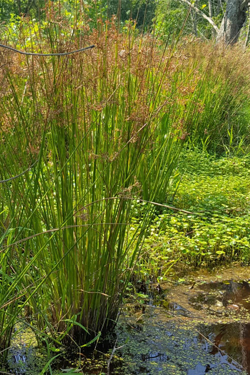  Soft Rush (Juncus Effusus) - 8 Pack Of 1 Gallon Pots