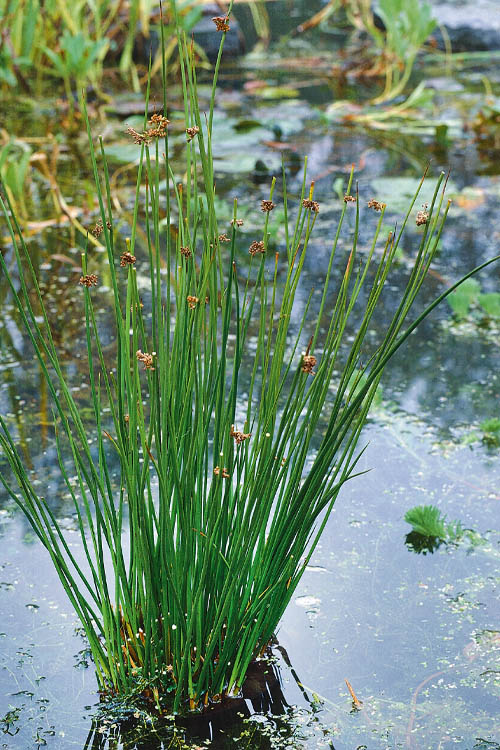  Soft Rush (Juncus Effusus) - 1 Gallon Pot