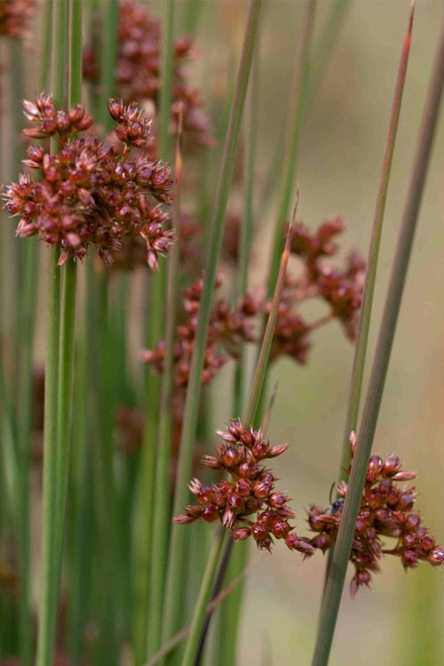 Soft Rush (Juncus Effusus) - 8 Pack Of 1 Gallon Pots