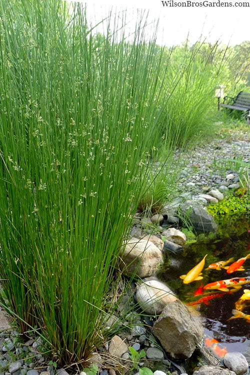  Soft Rush (Juncus Effusus) - 8 Pack Of 1 Gallon Pots