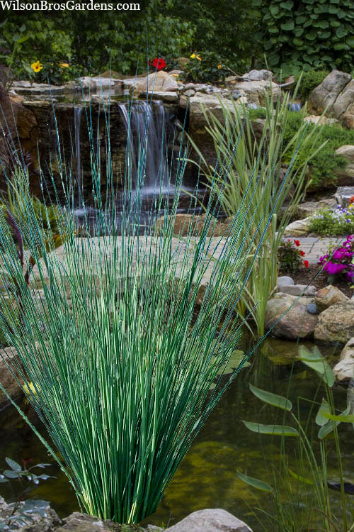  Blue Arrows Rush (Juncus Inflexus) - 6 Pack Of 1 Gallon Pots