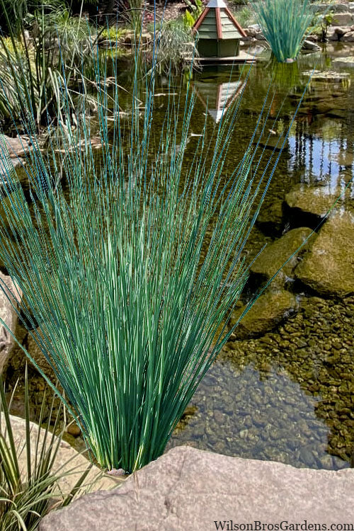  Blue Arrows Rush (Juncus Inflexus) - 6 Pack Of 1 Gallon Pots