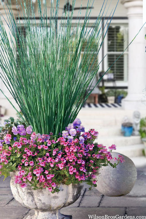  Blue Arrows Rush (Juncus Inflexus) - 6 Pack Of 1 Gallon Pots