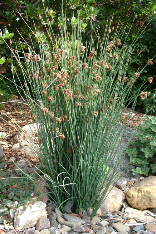  Elk's Blue California Gray Rush (Juncus Patens) - 1 Gallon Pot