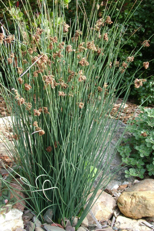 Elk's Blue California Gray Rush (Juncus Patens) - 1 Gallon Pot
