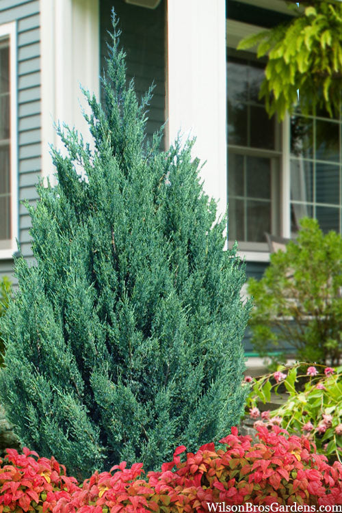  Blue Point Juniper - 7 Gallon Pot (4-5')