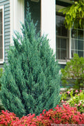  Blue Point Juniper - 7 Gallon Pot (4-5')