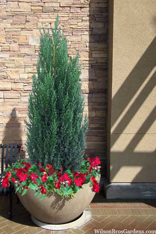  Blue Point Juniper - 2 Gallon Pot