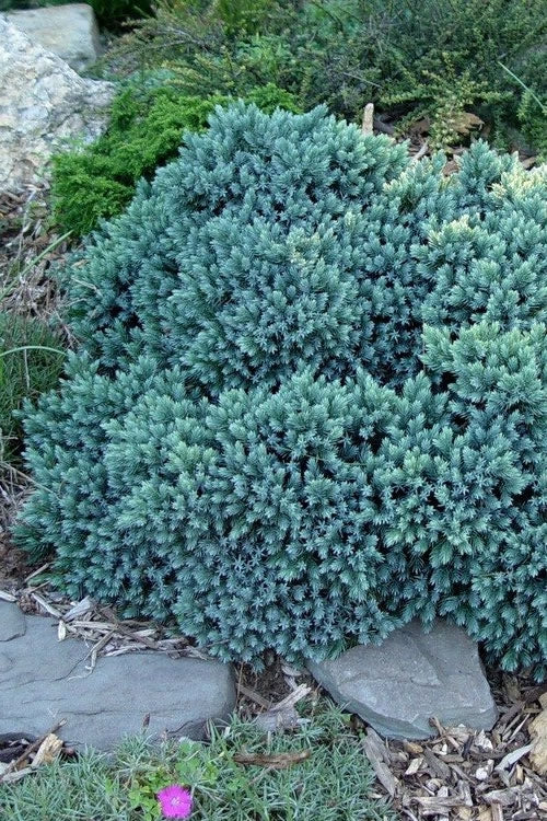  Blue Star Juniper - 1 Gallon Pot