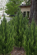  Idyllwild Juniper (Red Cedar) - 3 Gallon Pot