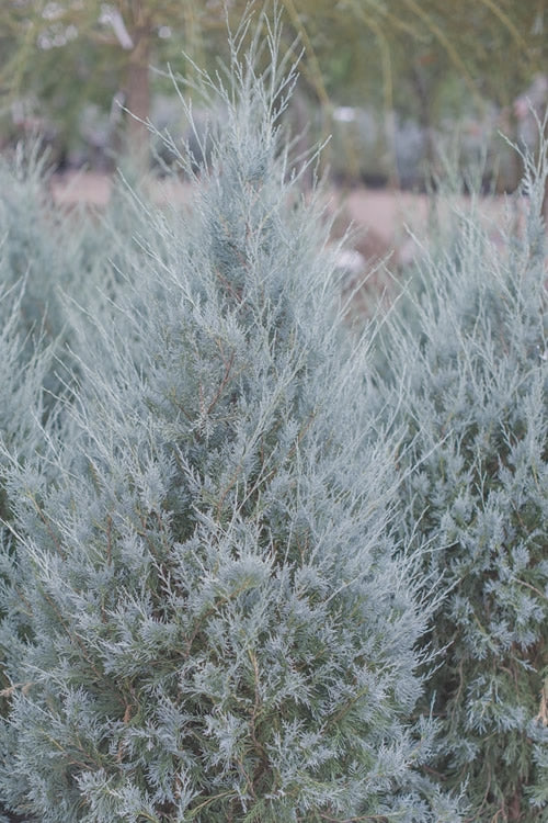  Moonglow Pyramidal Blue Juniper - 5 Gallon Pot