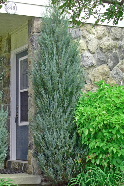  Skyrocket Columnar Juniper - 3 Gallon Pot