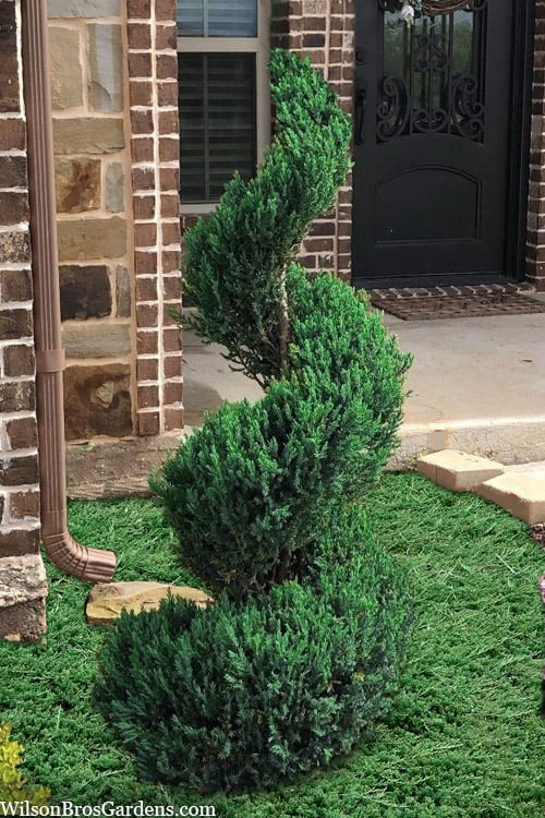  Blue Point Juniper Spiral Topiary - 7 Gallon Pot