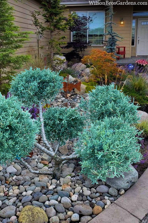  Angelica Blue Juniper Pom Pom Topiary - 7 Gallon Pot