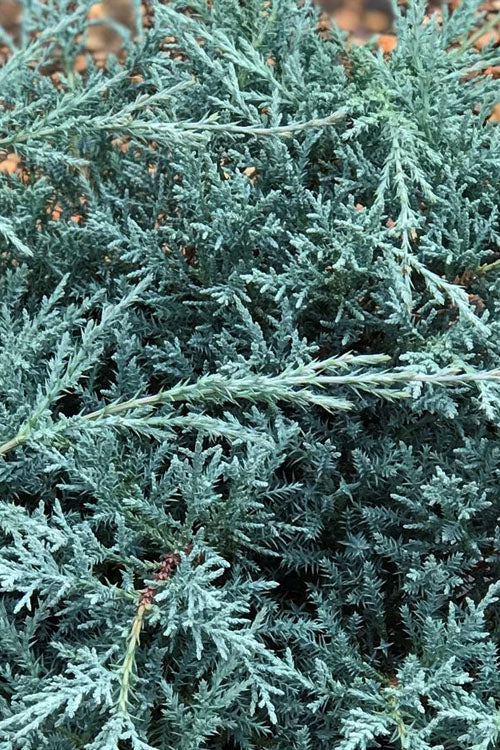  Angelica Blue Juniper Pom Pom Topiary - 7 Gallon Pot