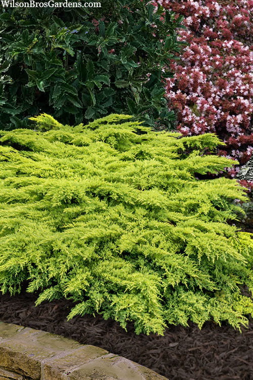  Daub's Frosted Juniper - 3 Gallon Pot