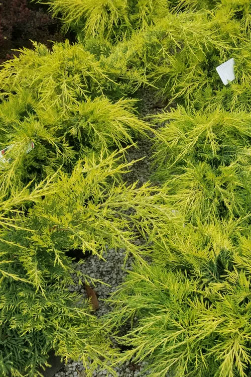  Gold Lace Juniper - 1 Gallon Pot