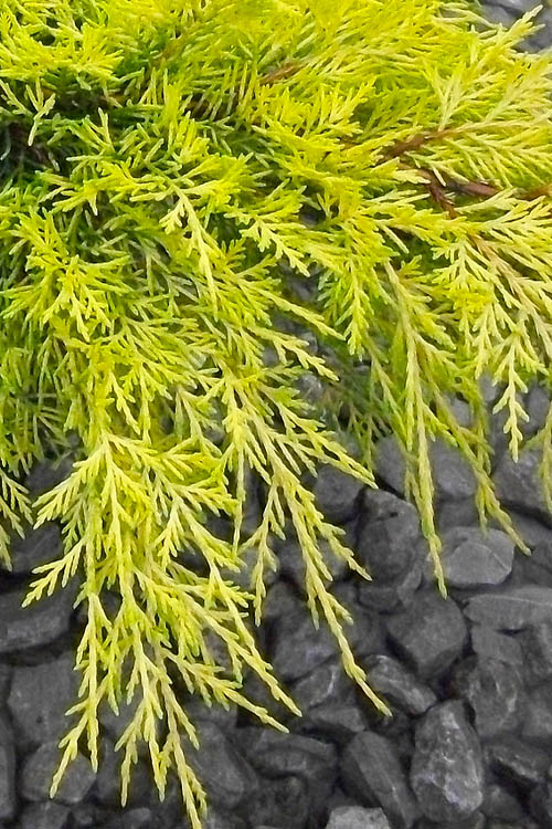 Gold Lace Juniper - 1 Gallon Pot
