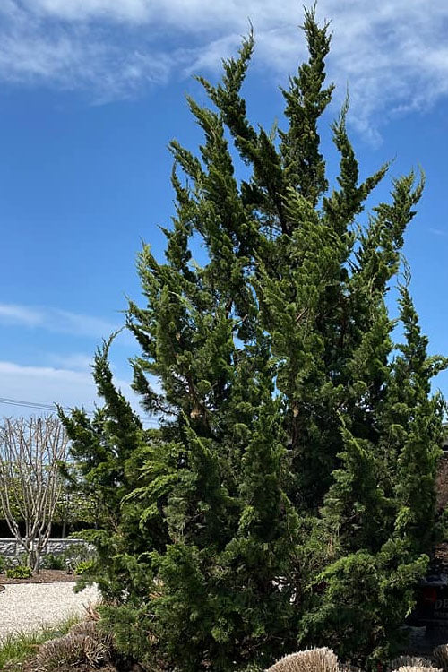  Kaizuka Twisted Juniper - 3 Gallon Pot