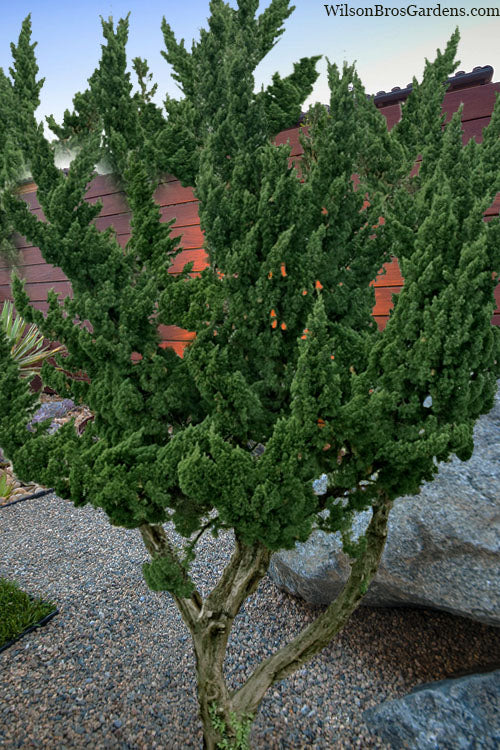 Kaizuka Twisted Juniper - 3 Gallon Pot