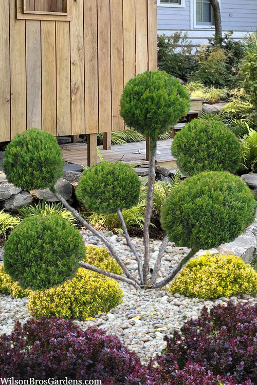  Sea Green Juniper Pom Pom Topiary - 5 Gallon Pot
