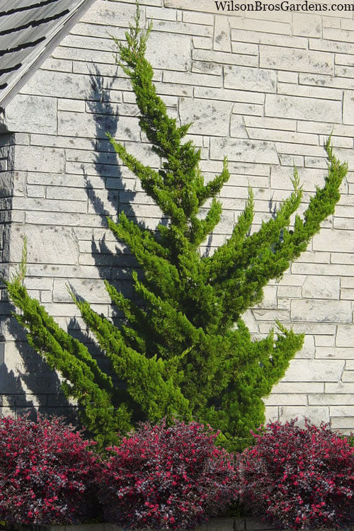  Hollywood Torulosa Juniper - 7 Gallon Pot (4.5 To 5')