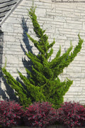  Hollywood Torulosa Juniper - 7 Gallon Pot (4.5 To 5')