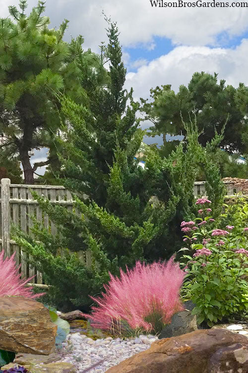  Hollywood Torulosa Juniper - 7 Gallon Pot (4.5 To 5')