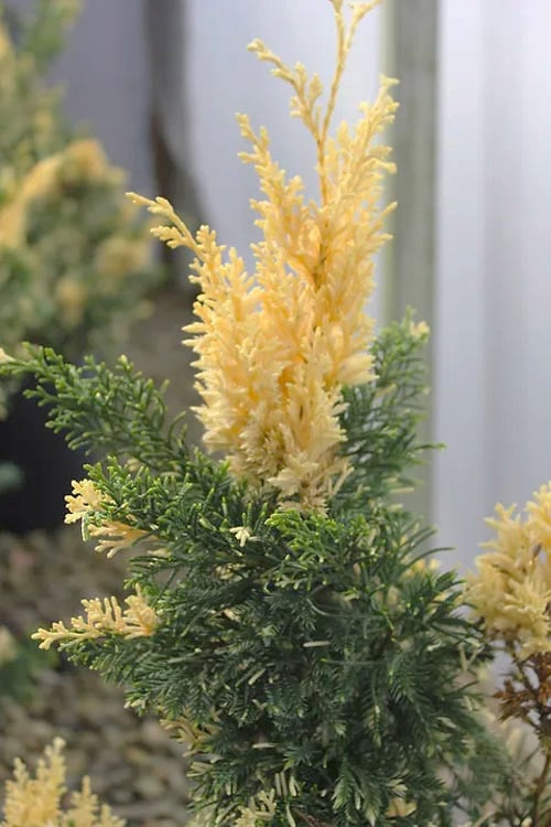  Variegated Hollywood Juniper - 1 Gallon Pot