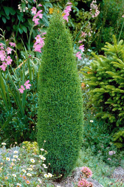  Pencil Point Juniper - 6 Pack Of 1 Gallon Pot