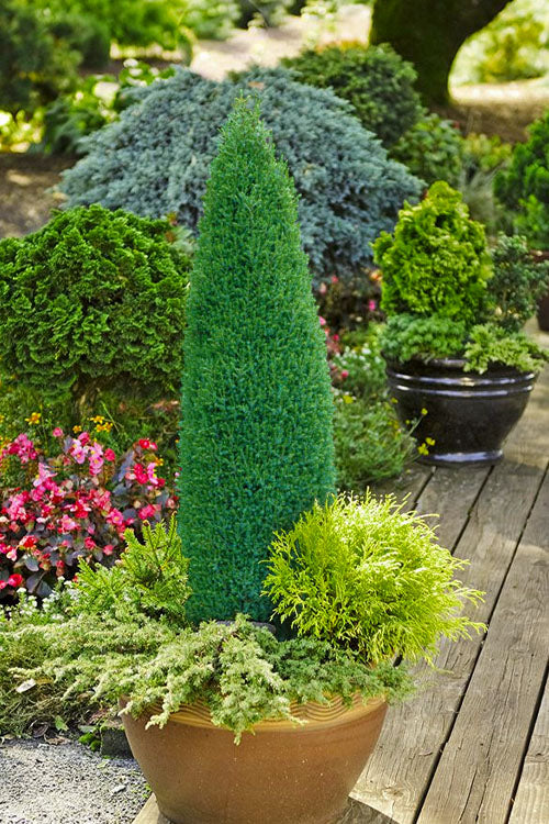  Pencil Point Juniper - 6 Pack Of 1 Gallon Pot