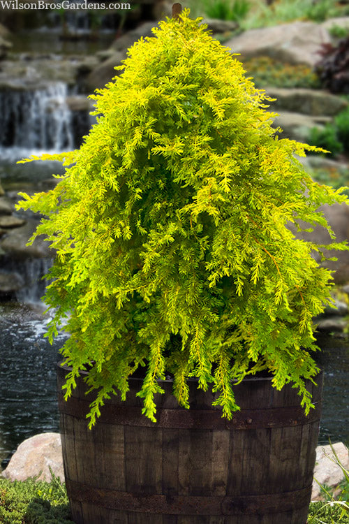 All Gold Golden Pacific Juniper (Staked Topiary)- 7 Gallon Pot