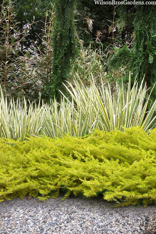  All Gold Golden Pacific Juniper - 6 Pack Of 1 Gallon Pots