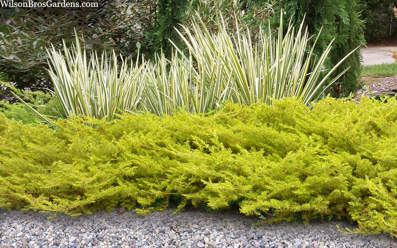  All Gold Golden Pacific Juniper - 6 Pack Of 1 Gallon Pots