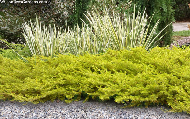  All Gold Golden Pacific Juniper - 3 Gallon Pot