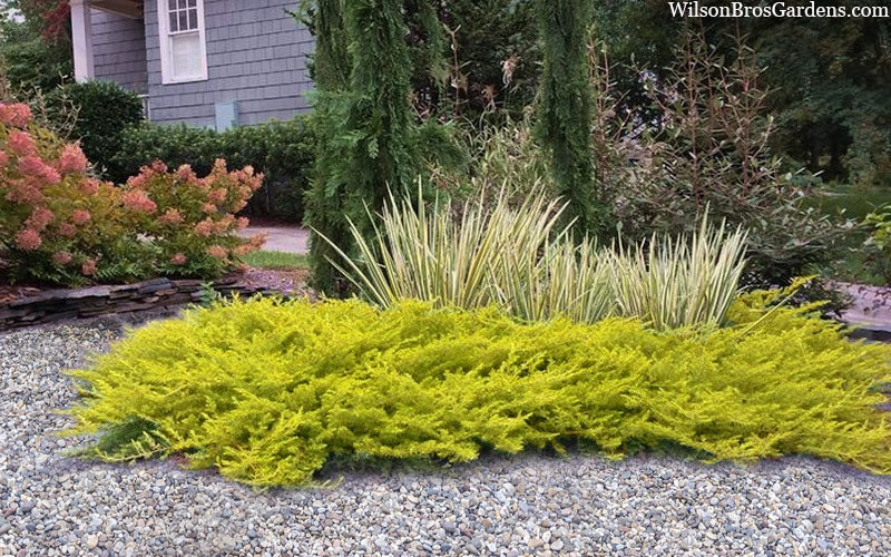  All Gold Golden Pacific Juniper - 6 Pack Of 1 Gallon Pots