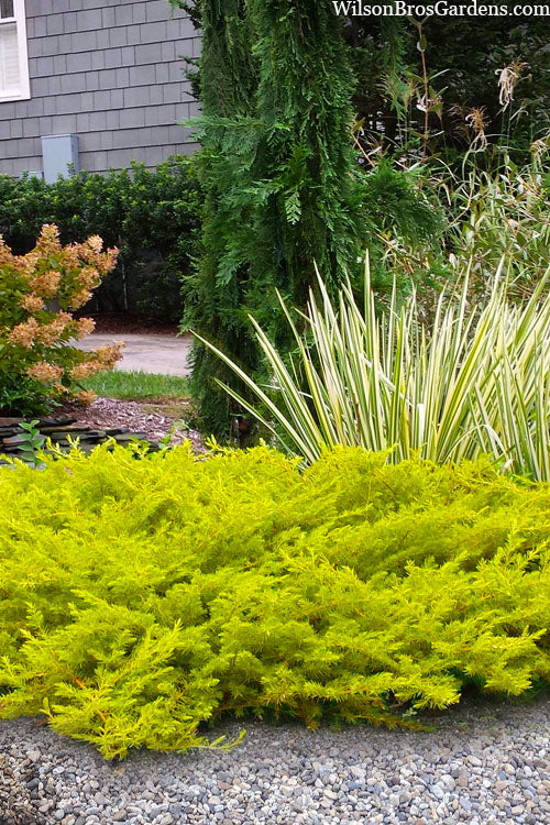  All Gold Golden Pacific Juniper - 2.5 Gallon Pot