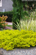  All Gold Golden Pacific Juniper - 3 Gallon Pot