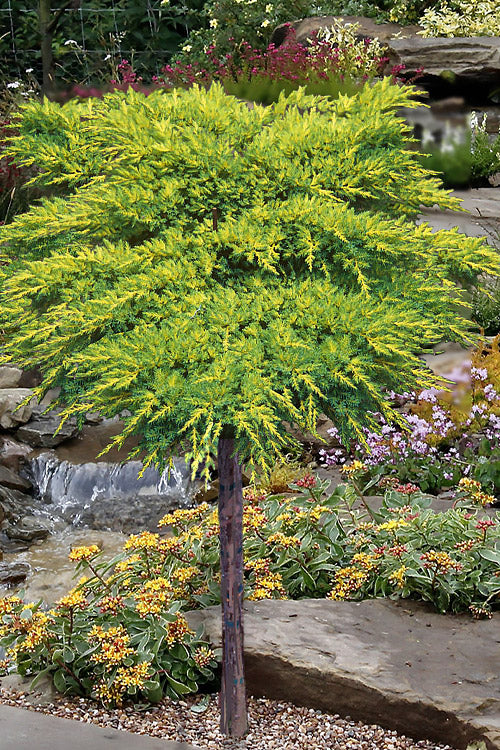  Daub's Frosted Juniper - Single Trunk Topiary Tree - 3 Gallon Pot