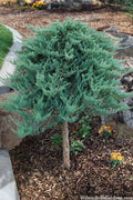  Blue Chip Juniper Tree Form Topiary - 3 Gallon Pot