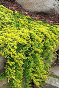  Golden Carpet Juniper - 1 Gallon Pot