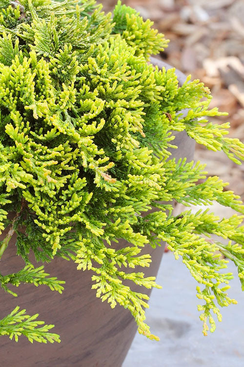  Golden Carpet Juniper - 1 Gallon Pot