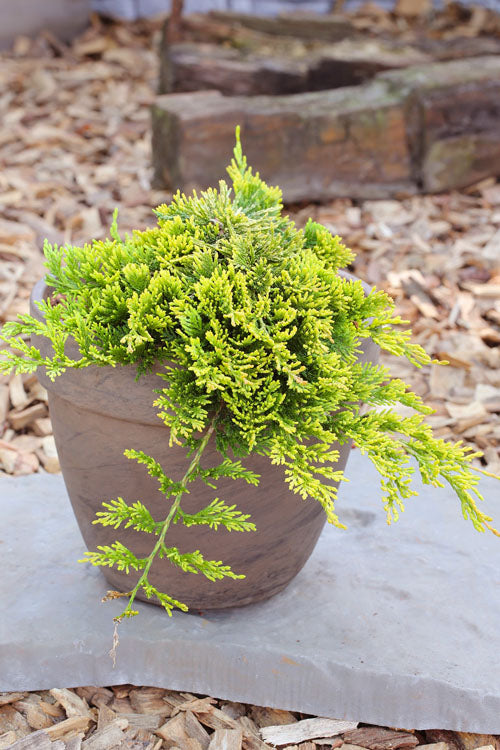  Golden Carpet Juniper - 1 Gallon Pot
